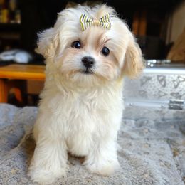 Companion Cross, Havanese, Mal-Shi, Maltese, Maltipoo, Morkie, and Shih Tzu Puppies from Seeking Shalom Acres Maltese, Maltipoos & Havamalts