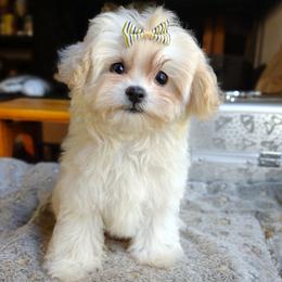 Companion Cross, Havanese, Mal-Shi, Maltese, Maltipoo, Morkie, and Shih Tzu Puppies from Seeking Shalom Acres Maltese, Maltipoos & Havamalts
