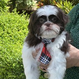 Beethoven - Liver and white male Shih Tzu puppy in Miami, Florida from Mayra’s Shih Tzus