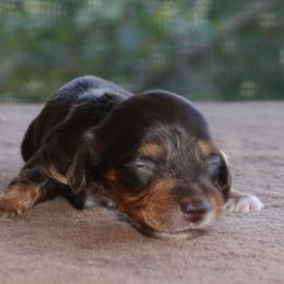 Puppy E Purebred DNA Tested Parents Family Raised - Chocolate and tan female Dachshund puppy in Haines City, Florida from Divine Poodle Paradise Standard Poodles & Divine Dachshunds