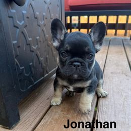 Jonathan - Black and tan male French Bulldog puppy in Seneca, South Carolina from Keowee Kennels