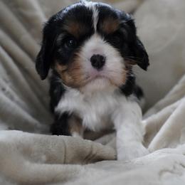 Sparrow - Tri-color male Cavalier King Charles Spaniel puppy in Lula, Georgia from Cavaliers by Crumley