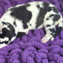 Heidi - Harlequin female Great Dane puppy in Granby, Missouri from HCR Great Danes
