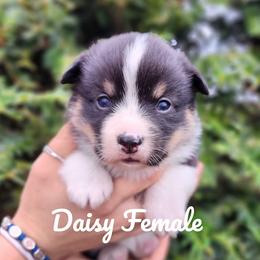 Daisy - Black and tan female Pembroke Welsh Corgi puppy in Sidney, Ohio from Cozy Corgi Ranch