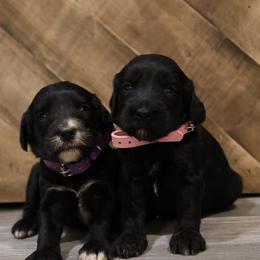 Solid black female 2 - Black female Goldendoodle puppy in Vallejo, California from Well Rooted Doodles
