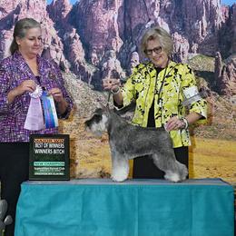 Miniature Schnauzer Puppies from Lindow Schnauzers