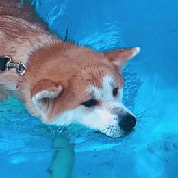 Japanese Akitainus from Futago Kennels