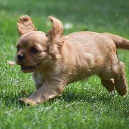 Mitsy - Ruby female Cavalier King Charles Spaniel puppy in Narvon, Pennsylvania from Stoltzfus Family Puppies (license number 18844)