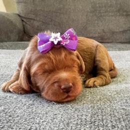 Bunny - Red  female Goldendoodle puppy in Peoria, Arizona from Cactus Doods