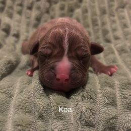 American Pit Bull Terrier Puppies from Wyngate Puppy Breeders
