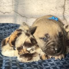Leopard - Yellow female Black Mouth Cur puppy in Warsaw, Missouri from Heritage Cow Dogs