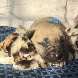 Leopard - Yellow female Black Mouth Cur puppy in Warsaw, Missouri from Heritage Cow Dogs