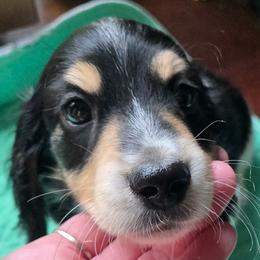 Pie boy - Black and cream male Dachshund puppy in Venice, Florida from JD’s Weiner-Wonderland