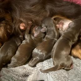 Male 2 - Chocolate male Cavalier King Charles Spaniel puppy in Ellisville, Mississippi from Malu Lani Cavaliers