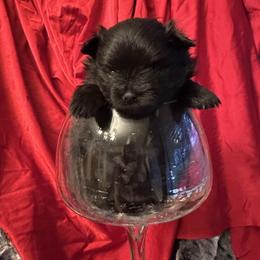 Navy - Black parti male Pomeranian puppy in Scio, Oregon from Mac Daddy Poms