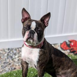Bebe - Boston Terrier