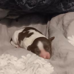 Spotacus - Piebald male Dachshund puppy in Wichita, Kansas from Lauren's Dachshunds
