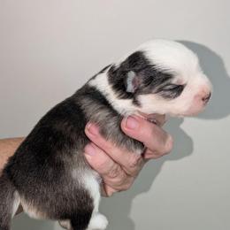 Beech - 2500 - Black and white male Pomsky puppy in Spring Hill, Florida from www.PuppyTimeEmporium.com