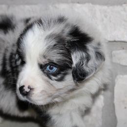 Clover - Blue merle male Australian Shepherd puppy in Colorado Springs, Colorado from Rocky Mountain Aussies