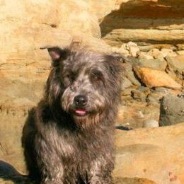 Glen of Imaal Terriers from Liberty's Glen of Imaal Terriers