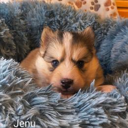 Jenu - Tri-color male Pomsky puppy in Blackfoot, Idaho from Snake River Pomskys