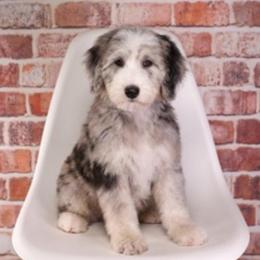 Basil - Merle female Sheepadoodle puppy in Calhoun, Georgia from Happy Top Doodles