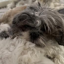 glitter - Shih Tzu