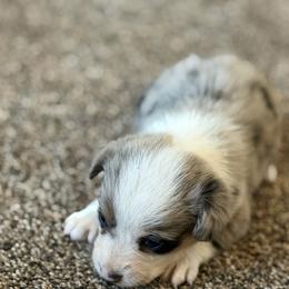 Boy 2 - Black and tan male Corgipoo puppy in Junction, Utah from Sugar Doodles