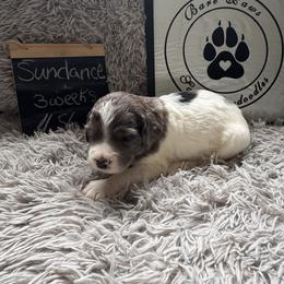 Sundance - Merle female Saint Berdoodle puppy in Traverse City, Michigan from Bare Paws Saint Berdoodles