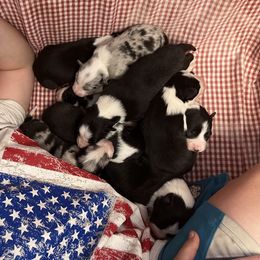Border Collie Puppies from By Design Farm