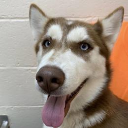 Siberian Huskies from Bandit Creek Siberians Husky