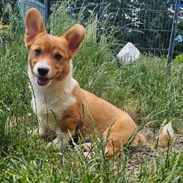 Baby Bell - Red female Pembroke Welsh Corgi puppy in Castle Rock, Washington from Heckman Corgis