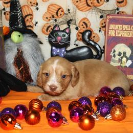 Butterscotch - Red male Dachshund puppy in Corbin, Kentucky from White River Valley Kennel
