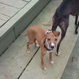 Italian Greyhound Puppies from Parris Italian Greyhounds