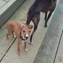 Italian Greyhound Puppies from Parris Italian Greyhounds