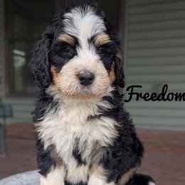 Boy 4 - Tri-color male Bernedoodle puppy in Lancaster, Minnesota from Richardville Hunde
