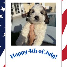 Peppermint Patty - Brown and white female Sheepadoodle puppy in Daytona Beach, Florida from Lindy’s Doodles