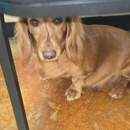 Foxy - Red female Dachshund puppy in Florence, Mississippi from Rosies Doxies and Poodles CKC