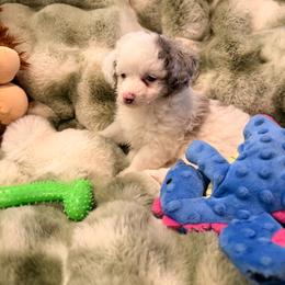 Skye - Blue merle female Aussiedoodle puppy in Covington, Georgia from All Dogs go to Heaven
