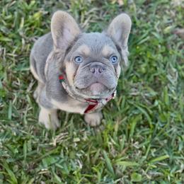 Cookies - Liver male French Bulldog puppy in Alexandria, Virginia from Boss Lady Kennel