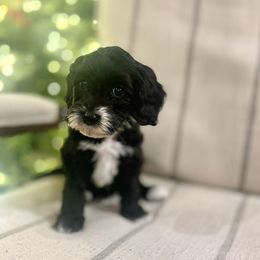 Nellie - Black and chalk female Australian Labradoodle puppy in Trussville, Alabama from Cahaba Doodles