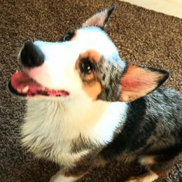 American Corgi and Pembroke Welsh Corgi All Grown Up from Angelique Brooks