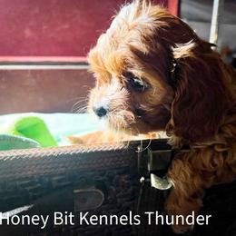 Thunder - Red female Cavapoo puppy in Maple Grove, Minnesota from Honey Bit Kennels