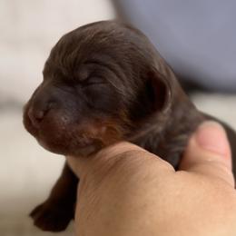 Orion - Chocolate male Cavapoo puppy in Beckley, West Virginia from By Design Doodles