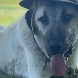 Anatolian Shepherd Dogs from Wild Rooster Family Farm