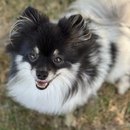 Macaroon - Pomeranian