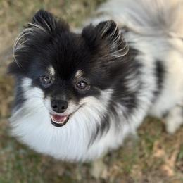 Macaroon - Pomeranian