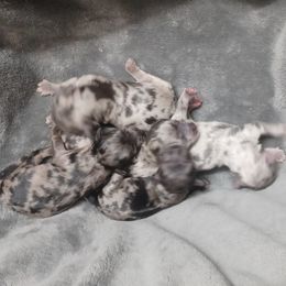 Shihpoo puppies from Route 66 Poodles & Doodles, Sapphire Shih-tzu's of Ohio