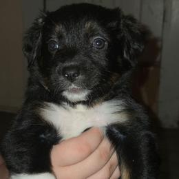 Cookie - Black tri-color female Australian Shepherd puppy in Washington from Arbor hill Australian Shepherds
