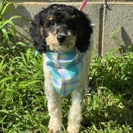 Posie - Parti female Goldendoodle puppy in Lancaster, Kentucky from Dream Paws Puppies, LLC